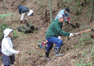 Bamboo shoot harvesting