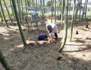 Bamboo shoot harvesting in Hagukumi no  Mori Ryuoh