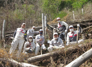 Planting sawtooth oak trees