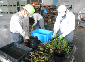 Edo higan saplings are cultivated in-house