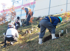 Planting oak saplings