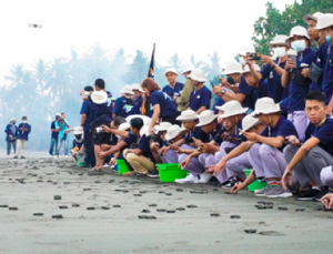 Releasing baby turtles