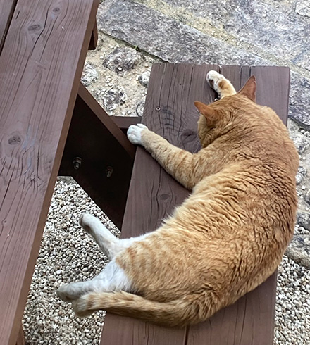 お家に遊びに来る野良猫