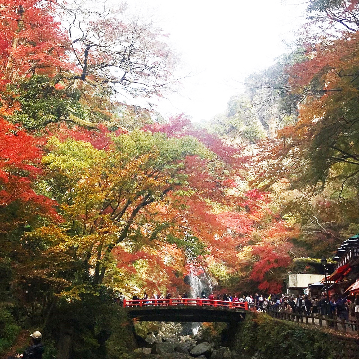 紅葉の様子